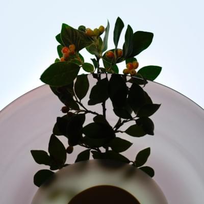 Transparences éphémères - Cotonéaster 2 carré.jpg